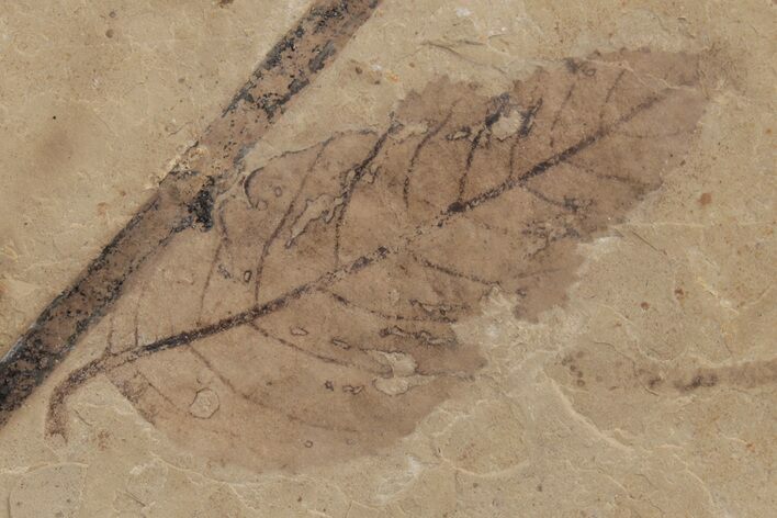 Fossil Leaf (Ulmus) - McAbee Fossil Beds, BC #213263